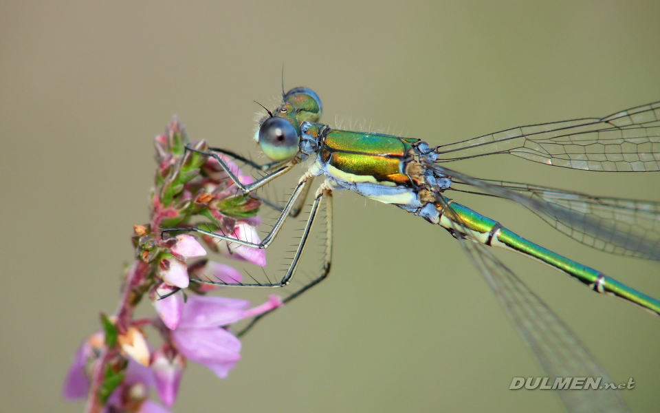 Small Spreadwing (Male, Lestes virens)